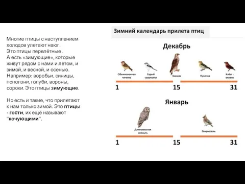 Многие птицы с наступлением холодов улетают наюг. Это птицы перелётные .