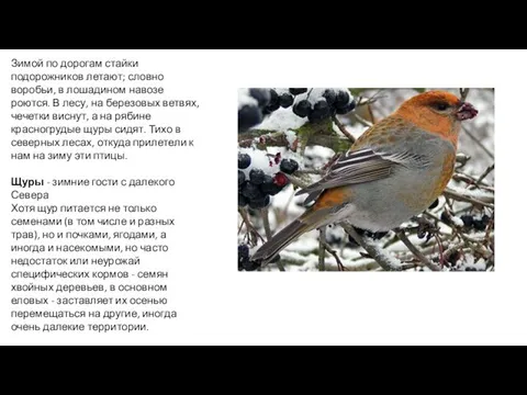 Зимой по дорогам стайки подорожников летают; словно воробьи, в лошадином навозе