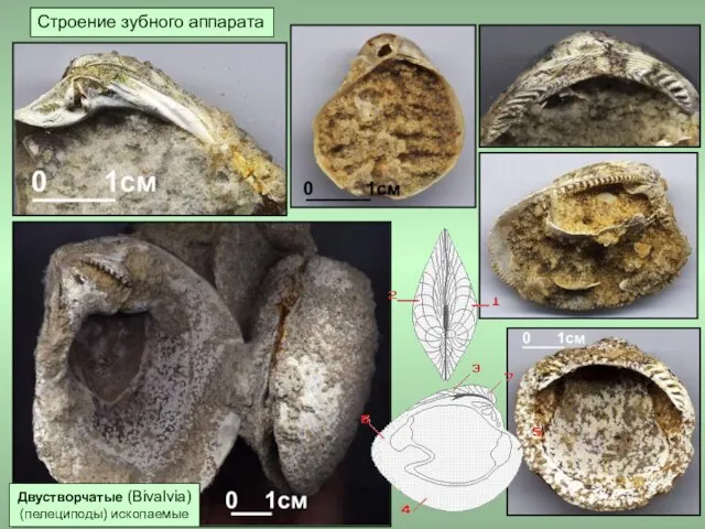 Строение зубного аппарата Двустворчатые (Bivalvia) (пелециподы) ископаемые