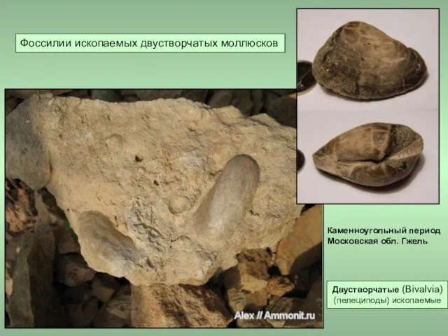 Каменноугольный период Московская обл. Гжель Фоссилии ископаемых двустворчатых моллюсков Двустворчатые (Bivalvia) (пелециподы) ископаемые
