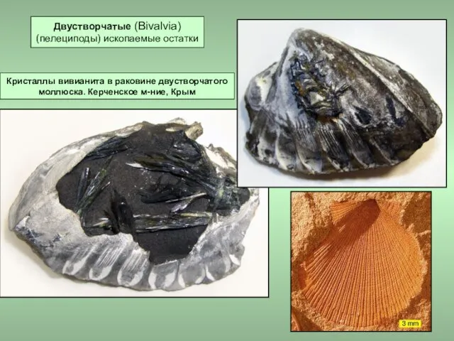 Кристаллы вивианита в раковине двустворчатого моллюска. Керченское м-ние, Крым Двустворчатые (Bivalvia) (пелециподы) ископаемые остатки