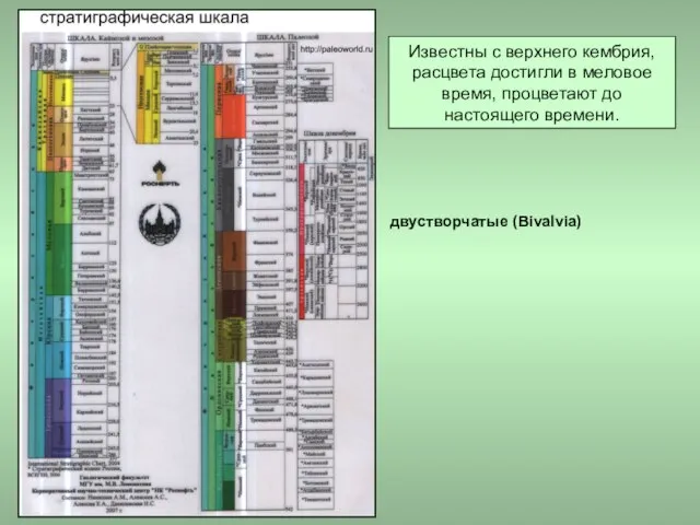 Известны с верхнего кембрия, расцвета достигли в меловое время, процветают до настоящего времени. двустворчатые (Bivalvia)