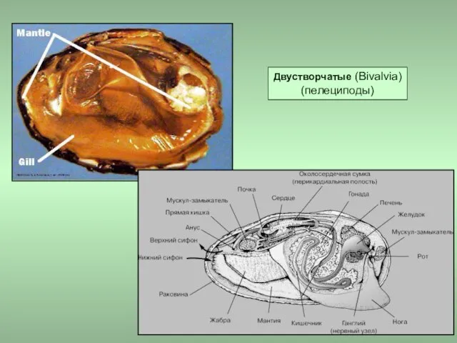 Двустворчатые (Bivalvia) (пелециподы)