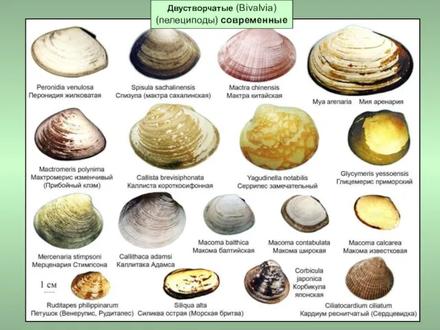 Двустворчатые (Bivalvia) (пелециподы) современные