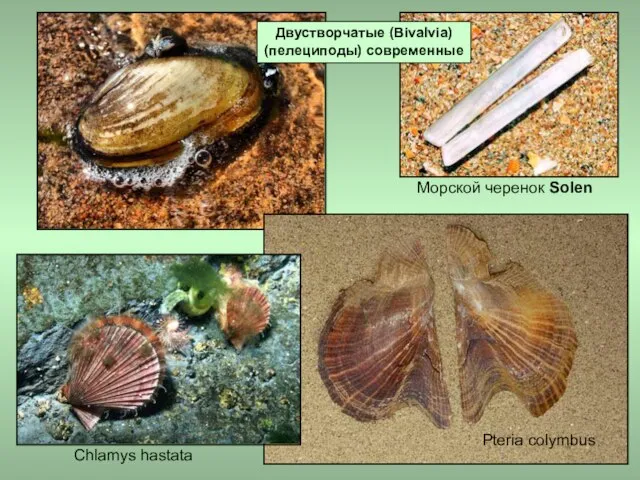 Pteria colymbus Морской черенок Solen Chlamys hastata Двустворчатые (Bivalvia) (пелециподы) современные