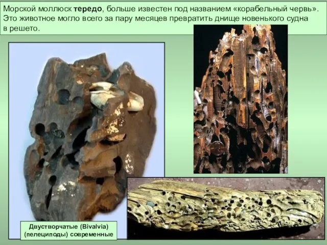 Морской моллюск тередо, больше известен под названием «корабельный червь». Это животное