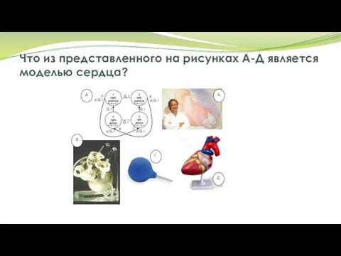 Что из представленного на рисунках А-Д является моделью сердца?