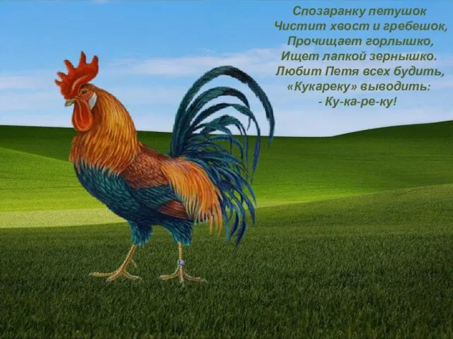 Спозаранку петушок Чистит хвост и гребешок, Прочищает горлышко, Ищет лапкой зернышко.