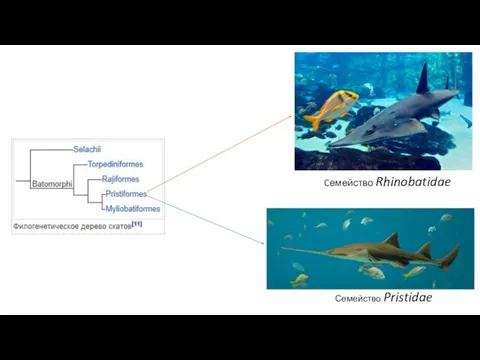 Cемейство Rhinobatidae Семейство Pristidae