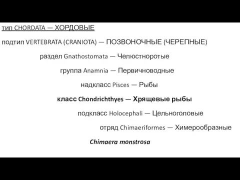 тип CHORDATA — ХОРДОВЫЕ подтип VERTEBRATA (CRANIOTA) — ПОЗВОНОЧНЫЕ (ЧЕРЕПНЫЕ) раздел