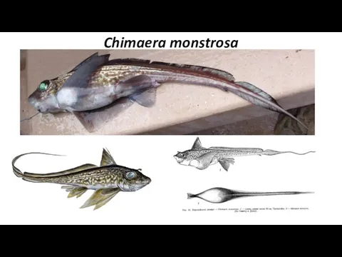 Chimaera monstrosa