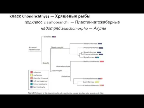 класс Chondrichthyes — Хрящевые рыбы подкласс Elasmobranchii — Пластинчатожаберные надотряд Selachomorpha — Акулы