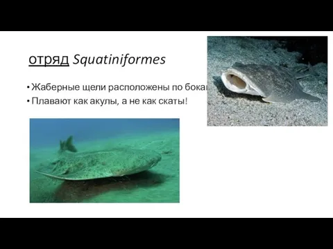 отряд Squatiniformes Жаберные щели расположены по бокам! Плавают как акулы, а не как скаты!