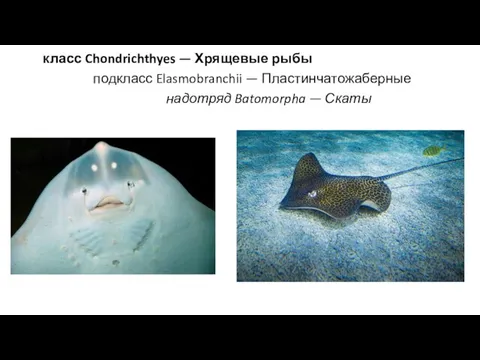 класс Chondrichthyes — Хрящевые рыбы подкласс Elasmobranchii — Пластинчатожаберные надотряд Batomorpha — Скаты