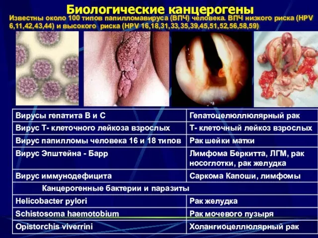 Биологические канцерогены Известны около 100 типов папилломавируса (ВПЧ) человека. ВПЧ низкого