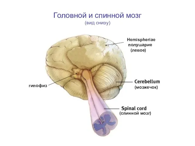 Головной и спинной мозг (вид снизу) Hemispheriae полушарие (левое) (мозжечок) (спинной мозг) гипофиз