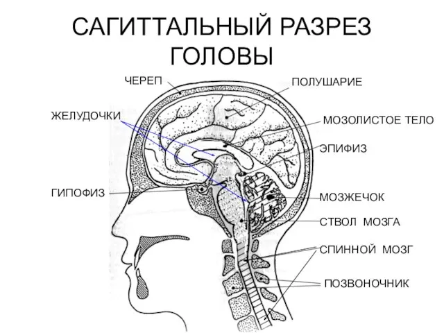 САГИТТАЛЬНЫЙ РАЗРЕЗ ГОЛОВЫ ЧЕРЕП ПОЛУШАРИЕ МОЗОЛИСТОЕ ТЕЛО ЭПИФИЗ МОЗЖЕЧОК СТВОЛ МОЗГА СПИННОЙ МОЗГ ПОЗВОНОЧНИК ГИПОФИЗ ЖЕЛУДОЧКИ