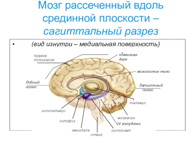 Мозг рассеченный вдоль срединной плоскости – сагиттальный разрез (вид изнутри –