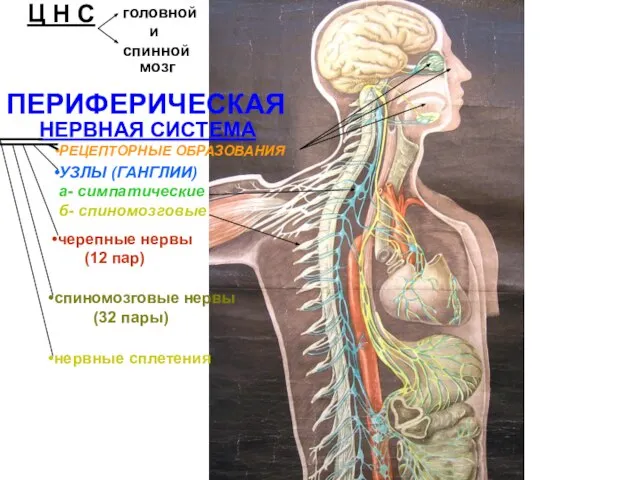 Ц Н С головной и спинной мозг ПЕРИФЕРИЧЕСКАЯ НЕРВНАЯ СИСТЕМА РЕЦЕПТОРНЫЕ