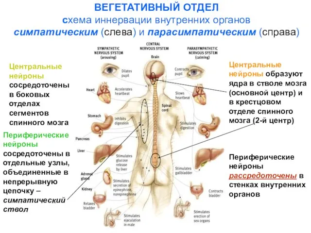 ВЕГЕТАТИВНЫЙ ОТДЕЛ схема иннервации внутренних органов симпатическим (слева) и парасимпатическим (справа)