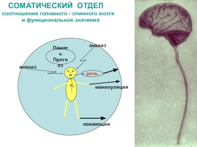 СОМАТИЧЕСКИЙ ОТДЕЛ соотношение головного - спинного мозга и функциональное значение речь