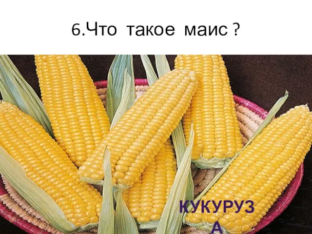 6.Что такое маис ? КУКУРУЗА