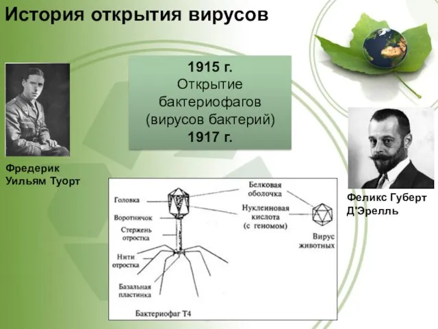 История открытия вирусов Фредерик Уильям Туорт 1915 г. Открытие бактериофагов (вирусов