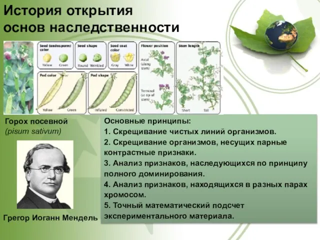 История открытия основ наследственности Основные принципы: 1. Скрещивание чистых линий организмов.