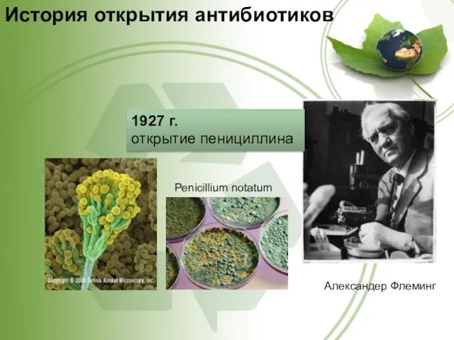 Penicillium notatum История открытия антибиотиков Александер Флеминг 1927 г. открытие пенициллина