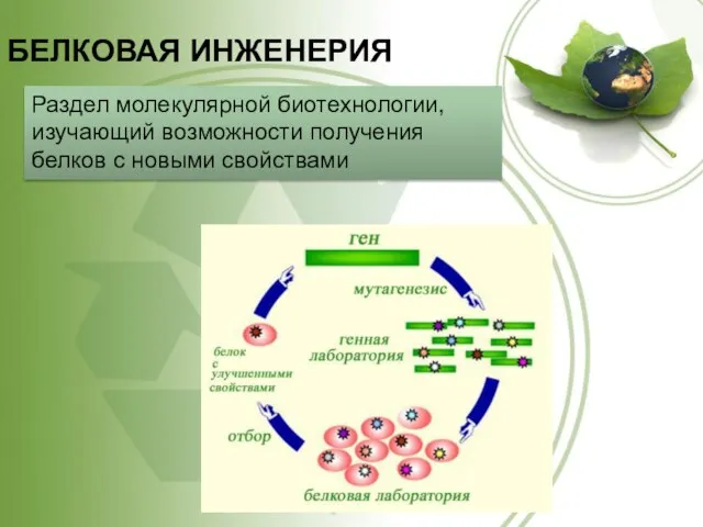 БЕЛКОВАЯ ИНЖЕНЕРИЯ Раздел молекулярной биотехнологии, изучающий возможности получения белков с новыми свойствами