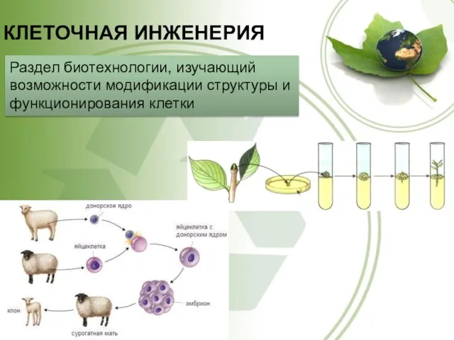 КЛЕТОЧНАЯ ИНЖЕНЕРИЯ Раздел биотехнологии, изучающий возможности модификации структуры и функционирования клетки