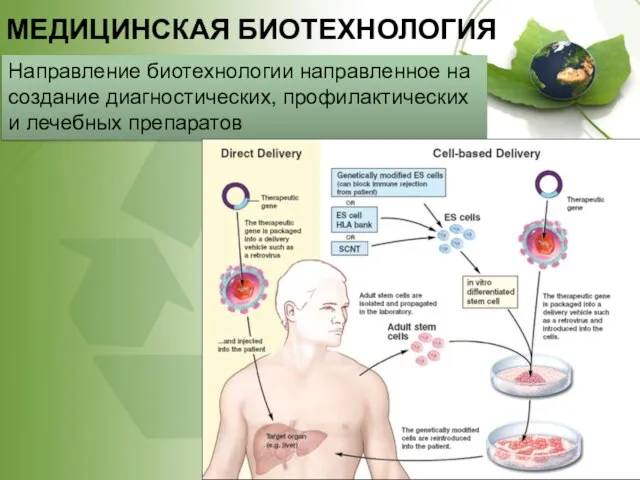 МЕДИЦИНСКАЯ БИОТЕХНОЛОГИЯ Направление биотехнологии направленное на создание диагностических, профилактических и лечебных препаратов