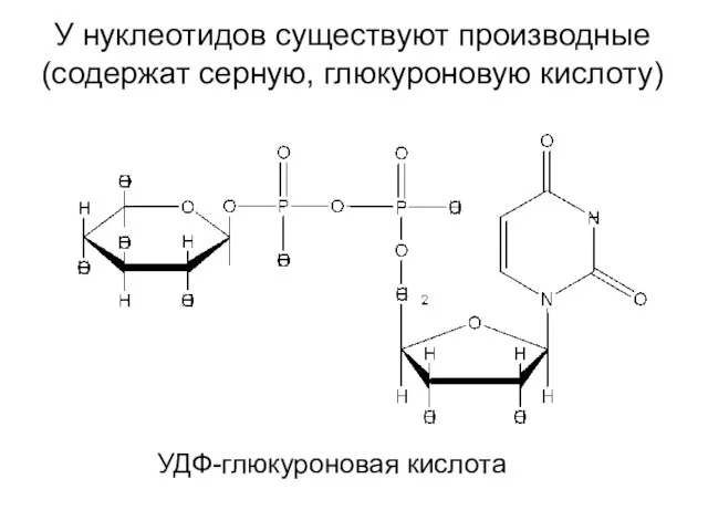 У нуклеотидов существуют производные (содержат серную, глюкуроновую кислоту) УДФ-глюкуроновая кислота