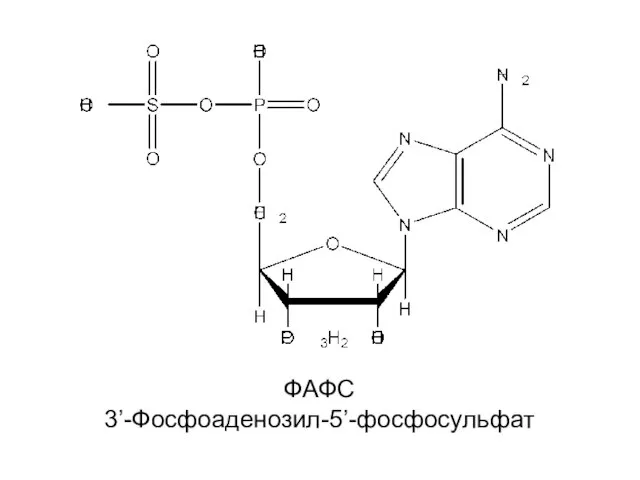 ФАФС 3’-Фосфоаденозил-5’-фосфосульфат