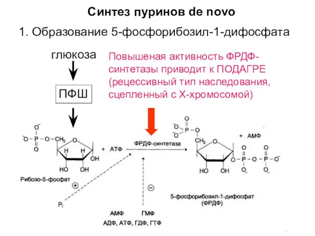 1. Образование 5-фосфорибозил-1-дифосфата ПФШ глюкоза Повышеная активность ФРДФ- синтетазы приводит к