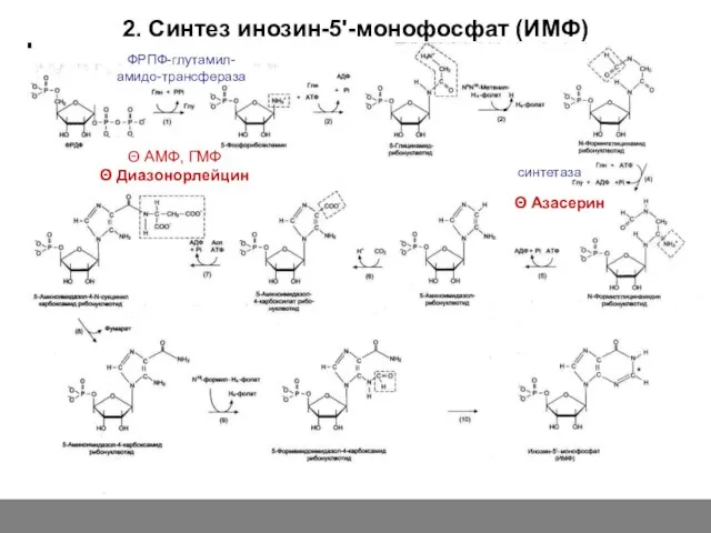 2. Синтез инозин-5'-монофосфат (ИМФ) ФРПФ-глутамил- амидо-трансфераза Θ АМФ, ГМФ Θ Диазонорлейцин Θ Азасерин синтетаза с