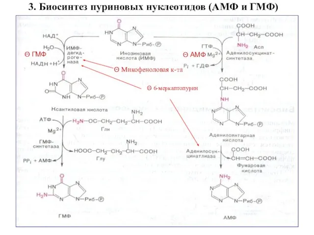 3. Биосинтез пуриновых нуклеотидов (АМФ и ГМФ) Θ Микофеноловая к-та Θ 6-меркаптопурин Θ АМФ Θ ГМФ