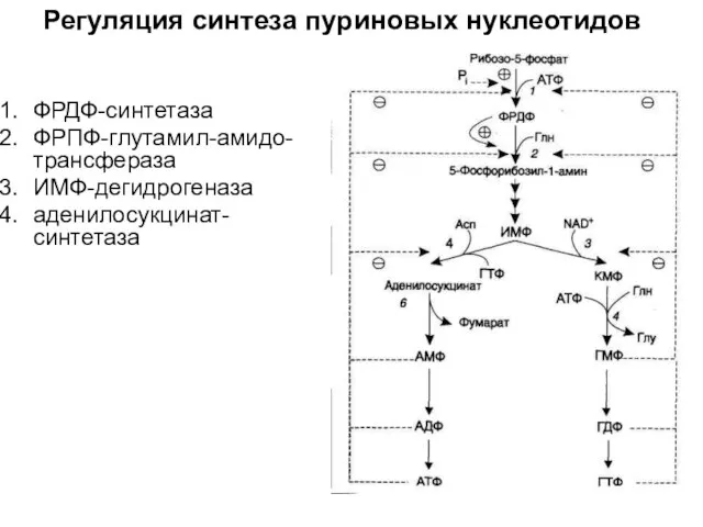 Регуляция синтеза пуриновых нуклеотидов ФРДФ-синтетаза ФРПФ-глутамил-амидо-трансфераза ИМФ-дегидрогеназа аденилосукцинат-синтетаза