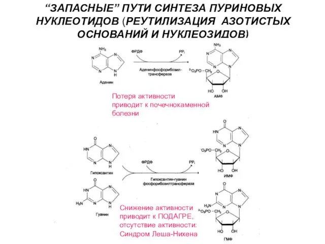 “ЗАПАСНЫЕ” ПУТИ СИНТЕЗА ПУРИНОВЫХ НУКЛЕОТИДОВ (РЕУТИЛИЗАЦИЯ АЗОТИСТЫХ ОСНОВАНИЙ И НУКЛЕОЗИДОВ) Снижение