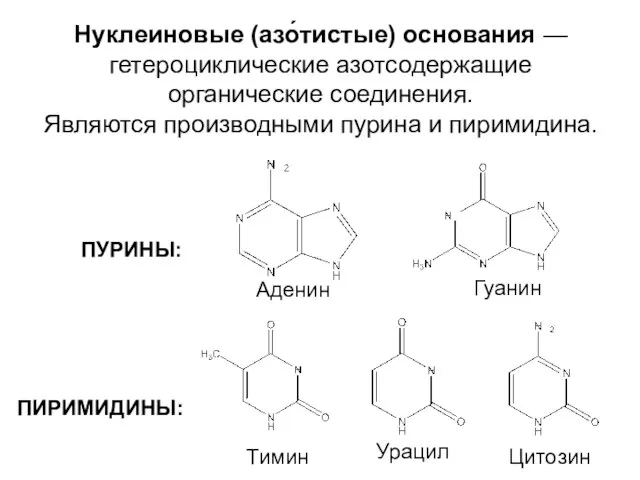 Нуклеиновые (азо́тистые) основания — гетероциклические азотсодержащие органические соединения. Являются производными пурина