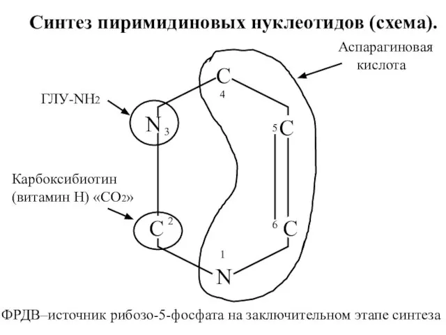 1 2 3 4 5 6 Синтез пиримидиновых нуклеотидов (схема). ФРДВ–источник