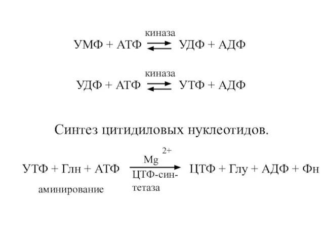 Синтез цитидиловых нуклеотидов. УТФ + Глн + АТФ ЦТФ + Глу