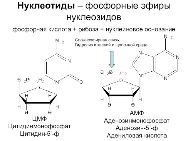 Нуклеотиды – фосфорные эфиры нуклеозидов фосфорная кислота + рибоза + нуклеиновое