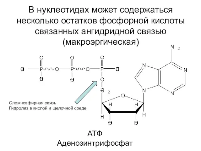 В нуклеотидах может содержаться несколько остатков фосфорной кислоты связанных ангидридной связью