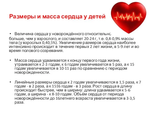 Размеры и масса сердца у детей Величина сердца у новорождённого относительно