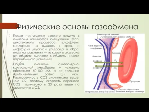 Физические основы газообмена После поступления свежего воздуха в альвео­лы начинается следующий