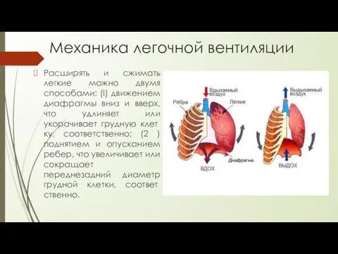 Механика легочной вентиляции Расширять и сжимать легкие можно двумя способами: (I)