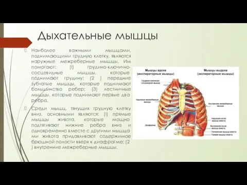 Дыхательные мышцы Наиболее важными мышцами, поднимающими грудную клетку, являются наружные межреберные