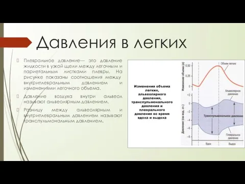 Давления в легких Плевральное давление— это давление жидкости в узкой щели