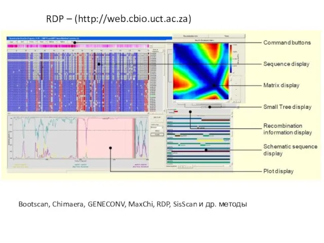 Bootscan, Chimaera, GENECONV, MaxChi, RDP, SisScan и др. методы RDP – (http://web.cbio.uct.ac.za)